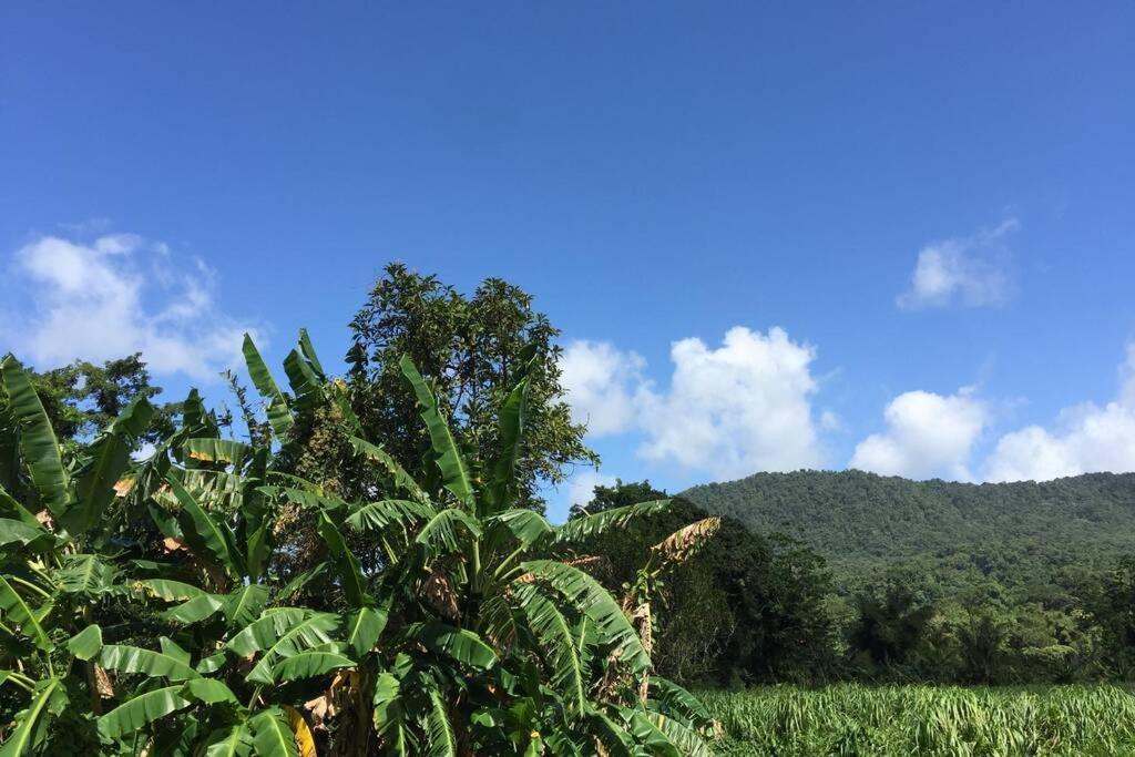 Logement en pleine verdure tropicale -10 min plage Le Morne-Rouge Extérieur photo