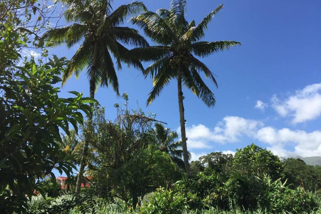 Logement en pleine verdure tropicale -10 min plage Le Morne-Rouge Extérieur photo
