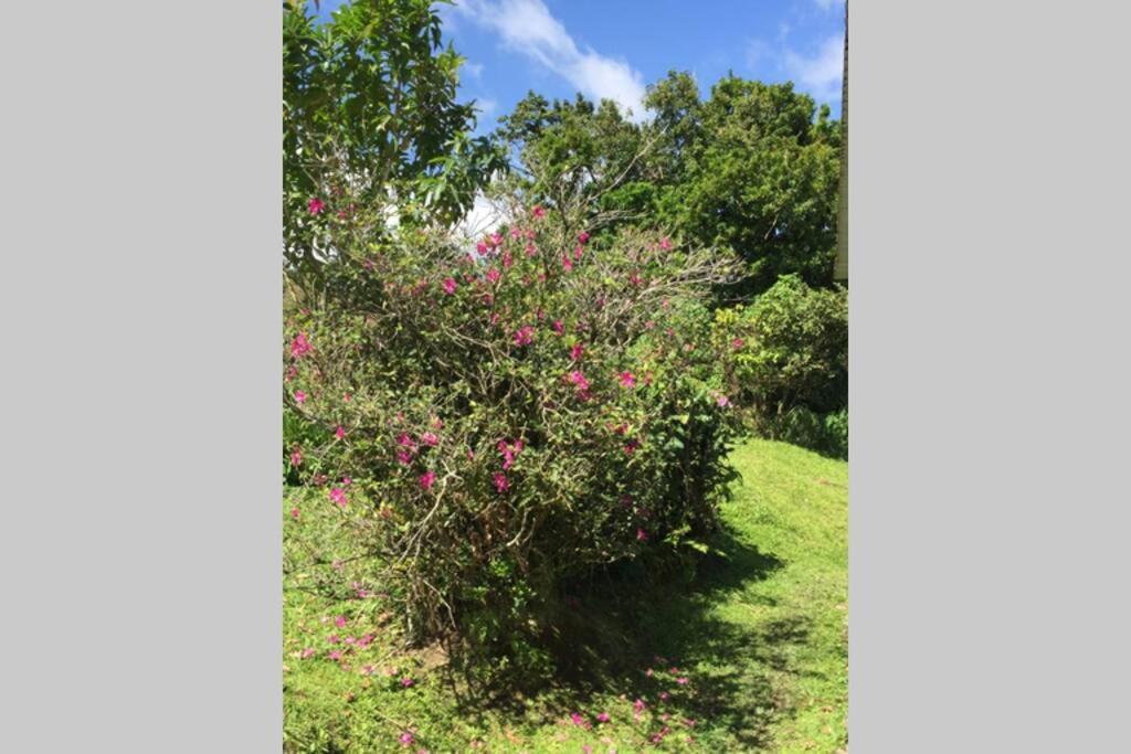 Logement en pleine verdure tropicale -10 min plage Le Morne-Rouge Extérieur photo